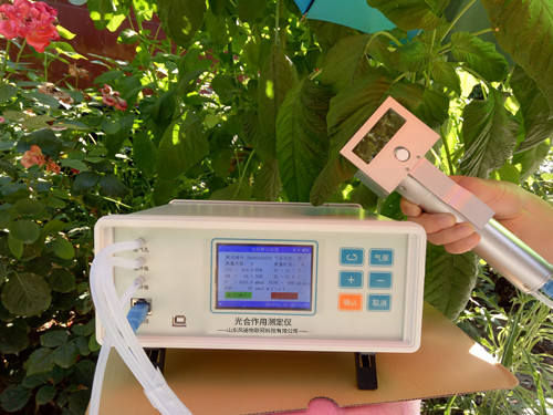 动物气孔针 动物气孔针