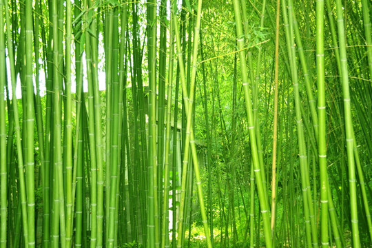 动物株高要若何丈量? 动物株高要若何丈量?